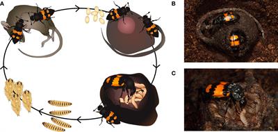 Microbial management as a driver of parental care and family aggregations in carrion feeding insects